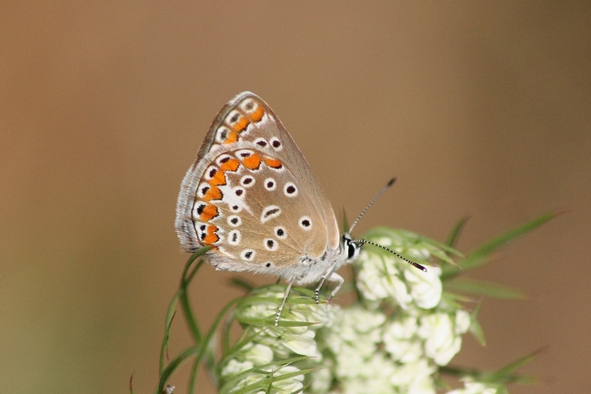 Tutti Polyommatus icarus M e F ???